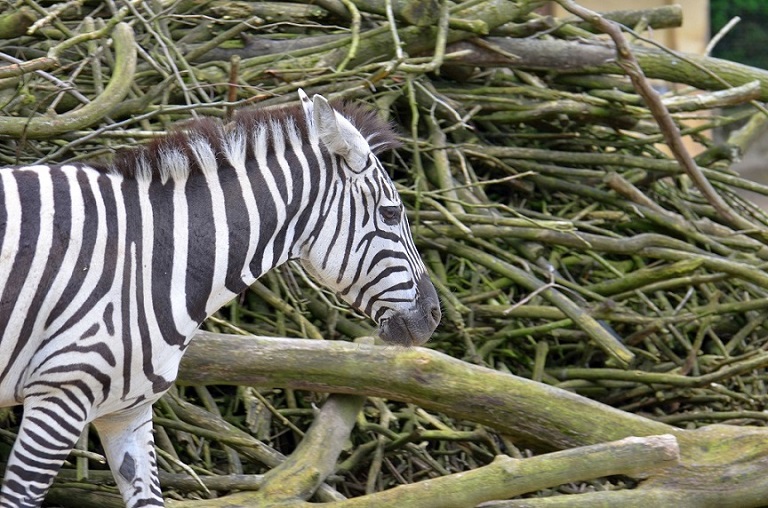 Zebra