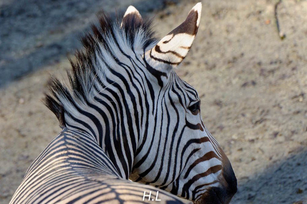 Zebra