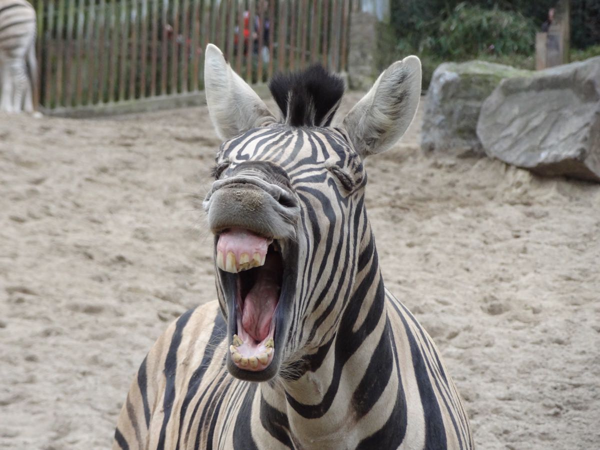 Zebra