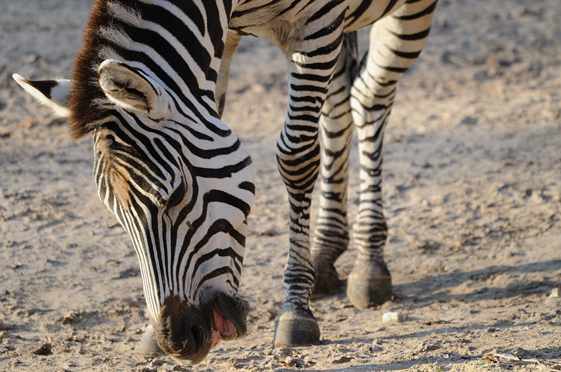 Zebra01