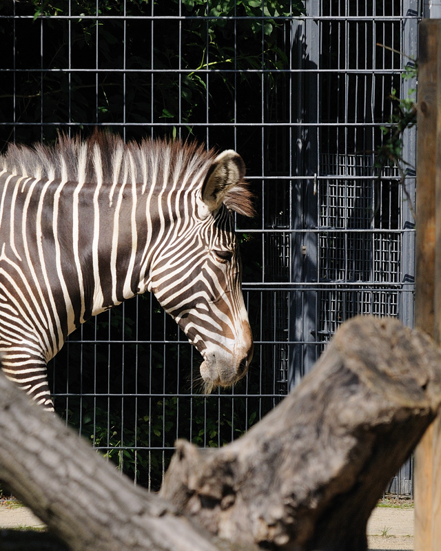 Zebra01