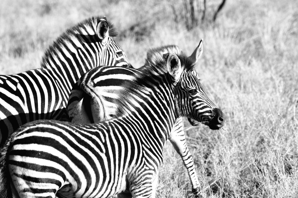 Zebra3