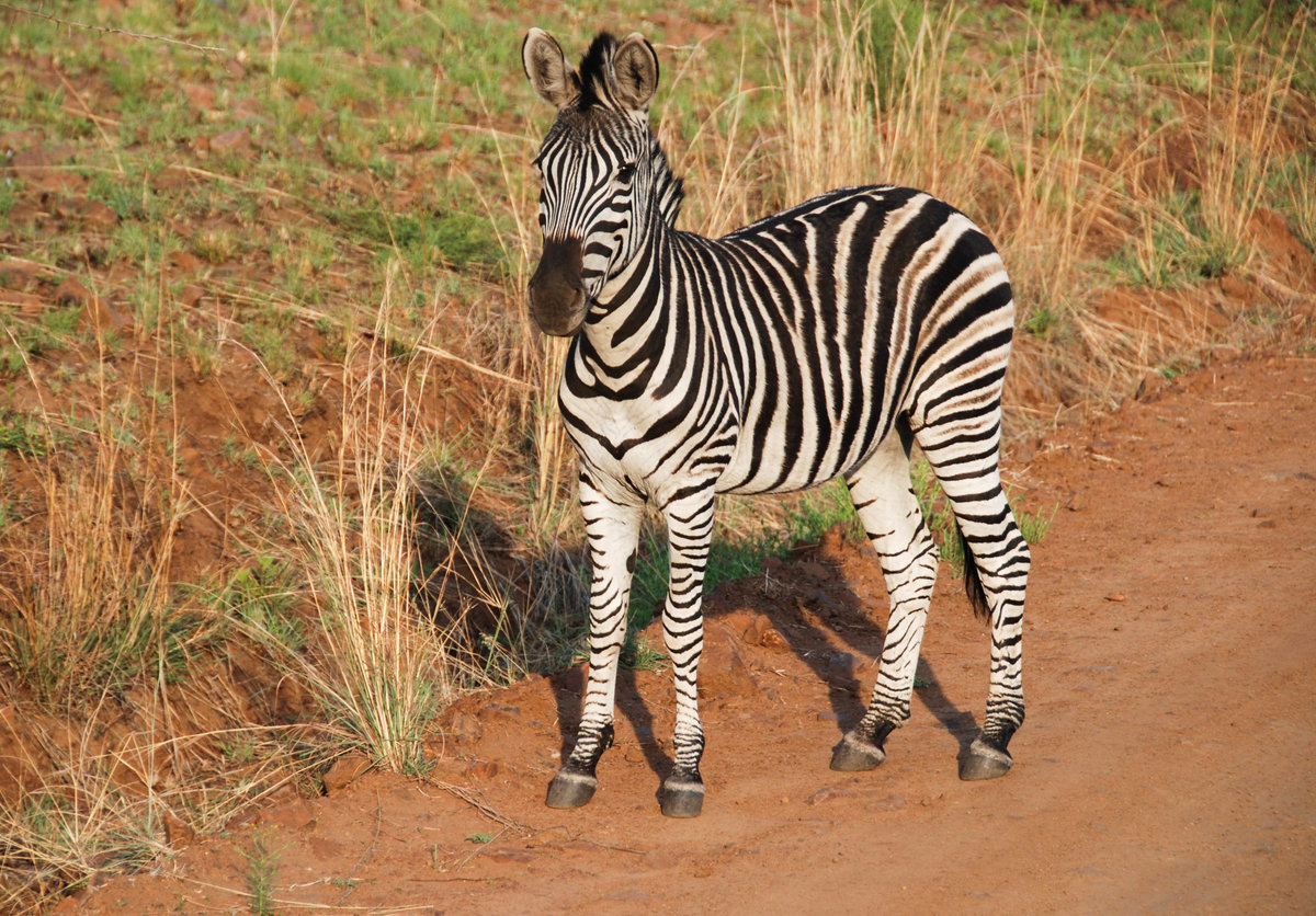 Zebrafohlen im Pilanesberg Nationalpark.jpg
