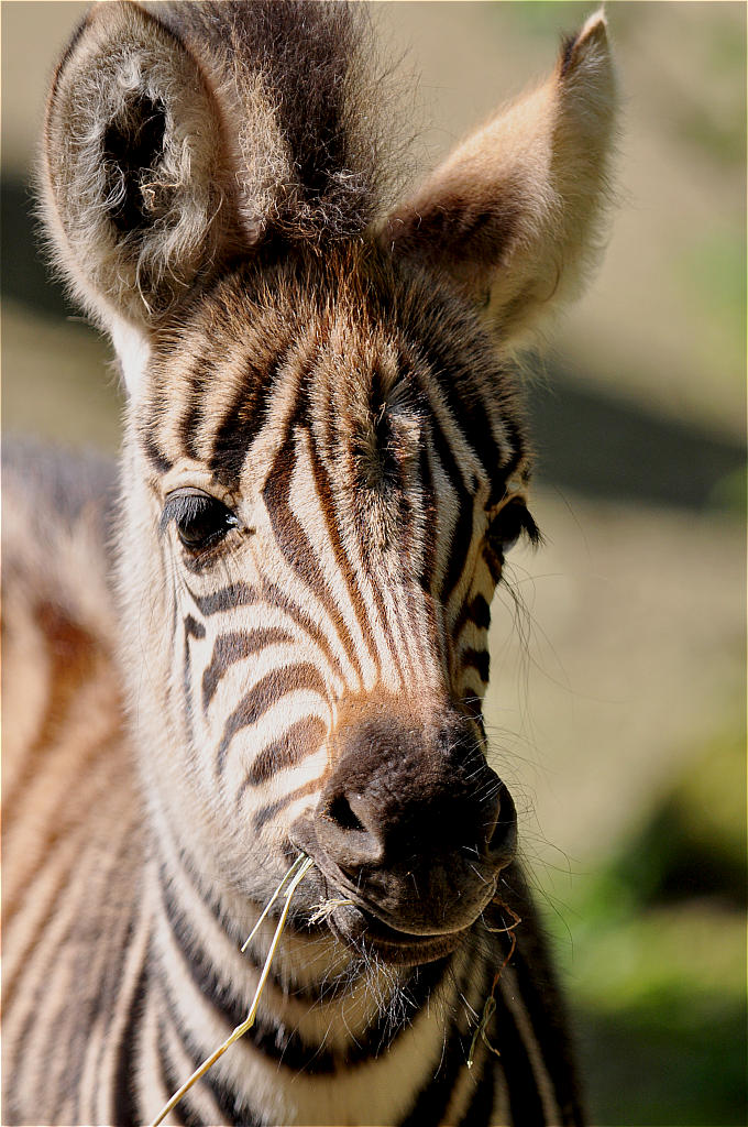 Zebrafohlen