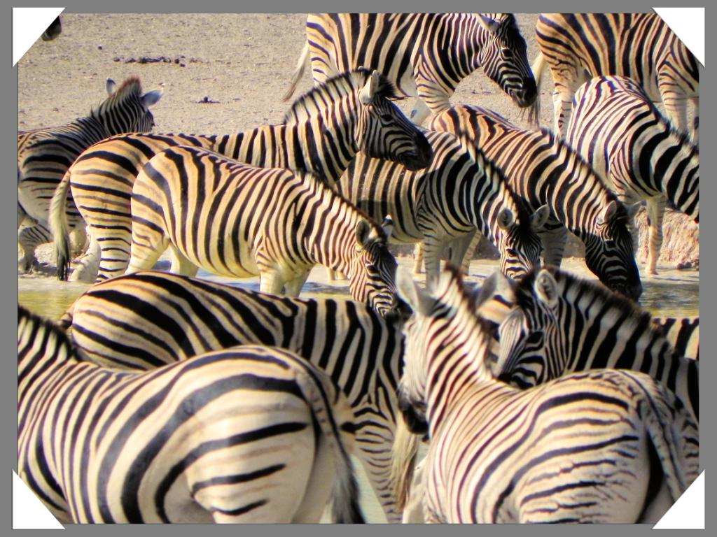 Zebraherde im Etosha NP