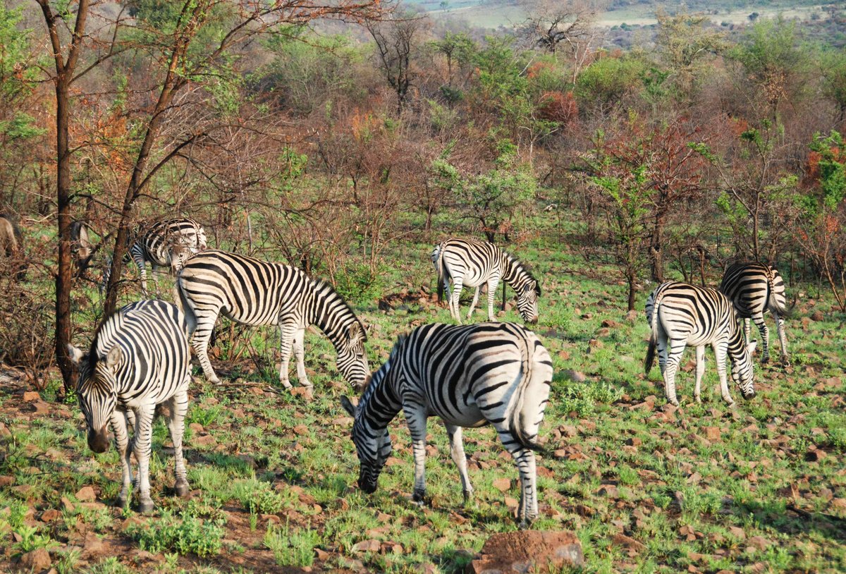 Zebraherde Pilanesberg Nationalpark.jpg