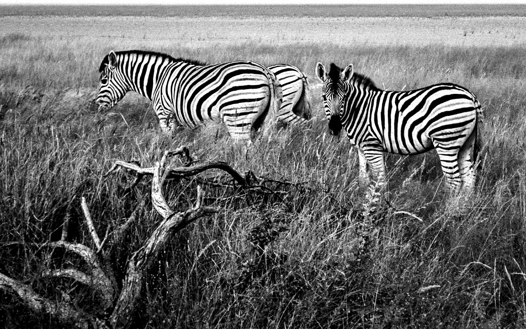 zebras bearb sw web