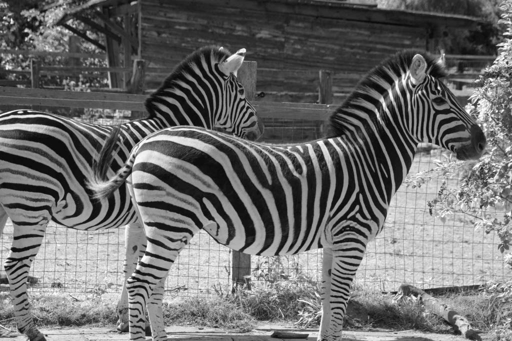 Zebras