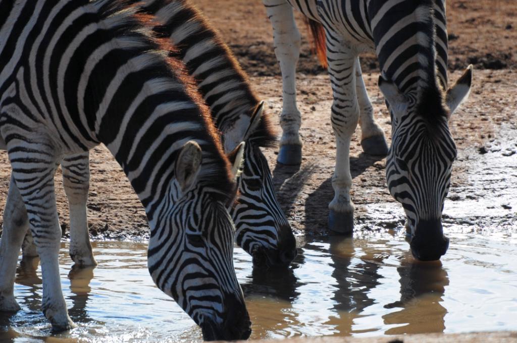 Zebras