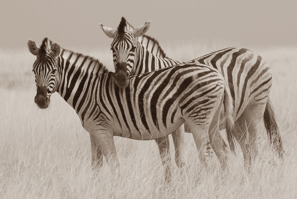 Zebras1024