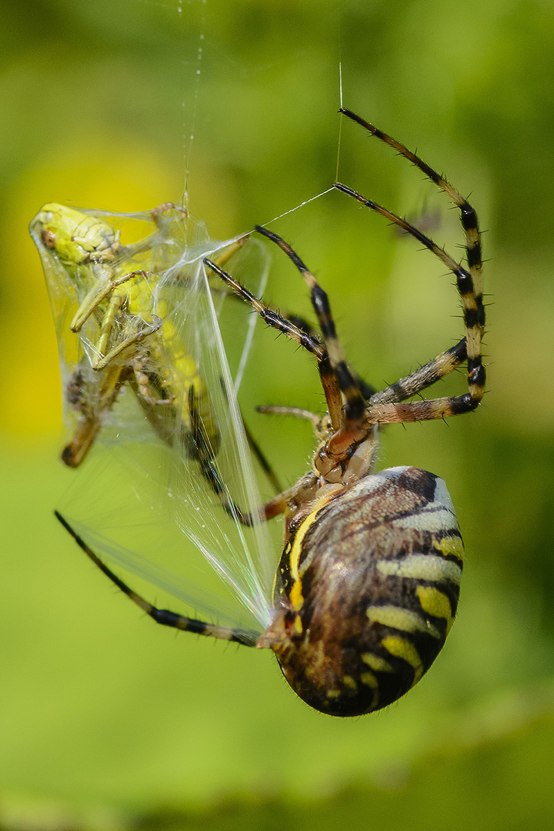 Zebraspinne1