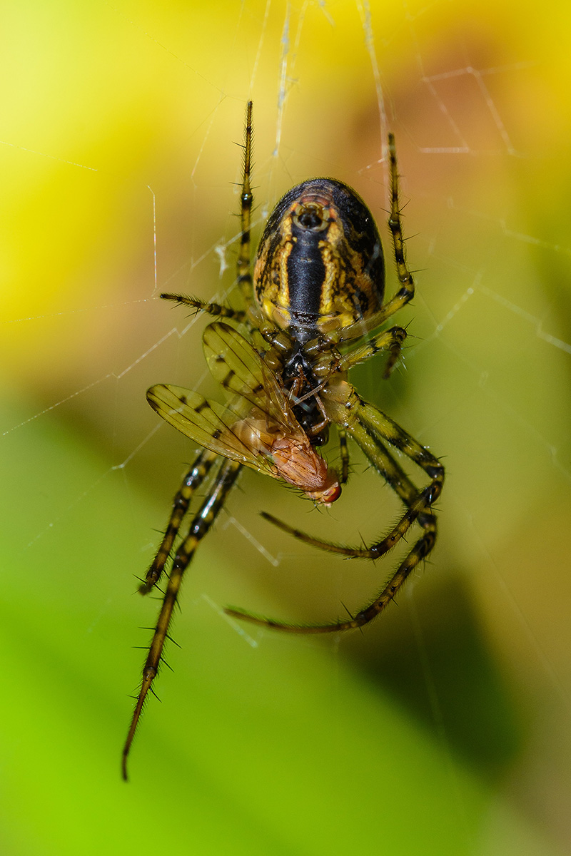 Zebraspinne2