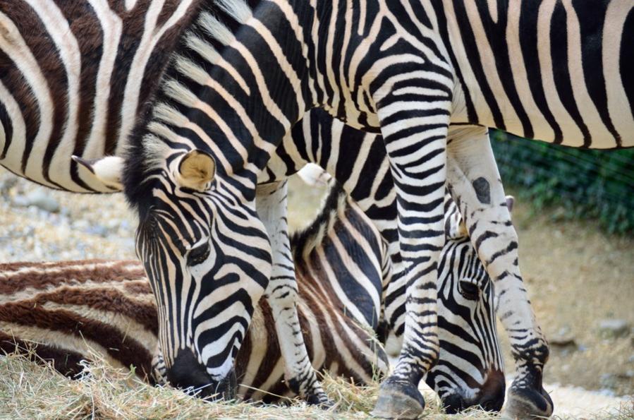 Zebrasse