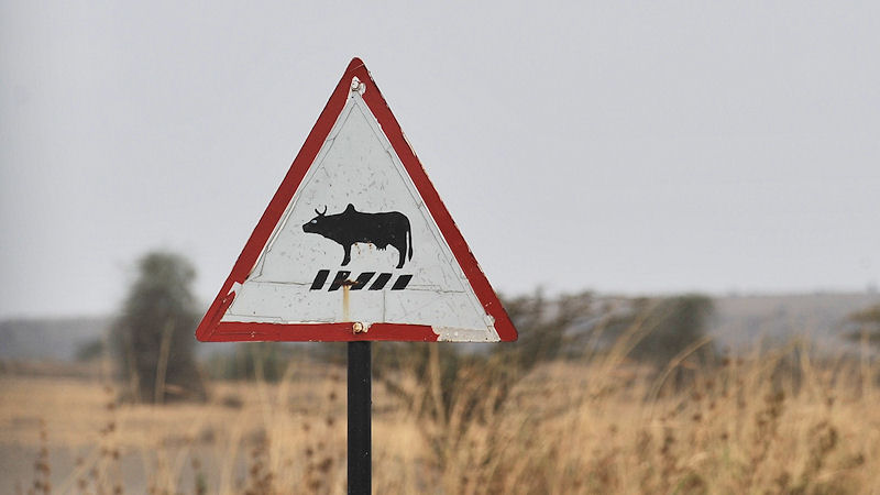 Zebrastreifen für Kühe
8207