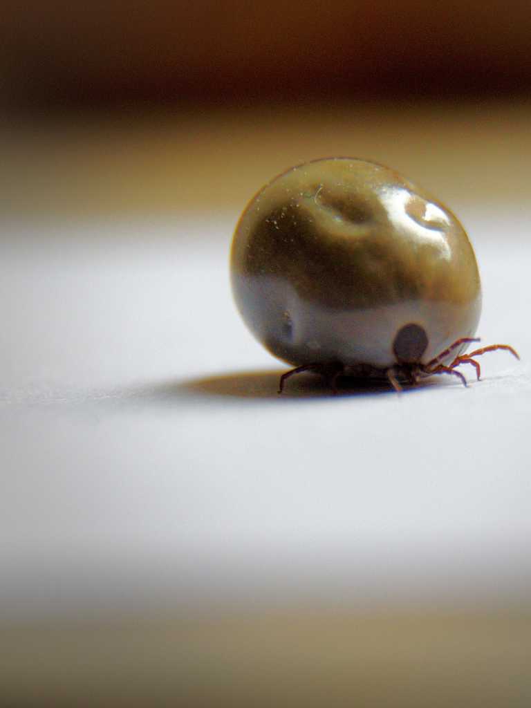 Zeckenfett (mit Haustieren hat man immer Spass)