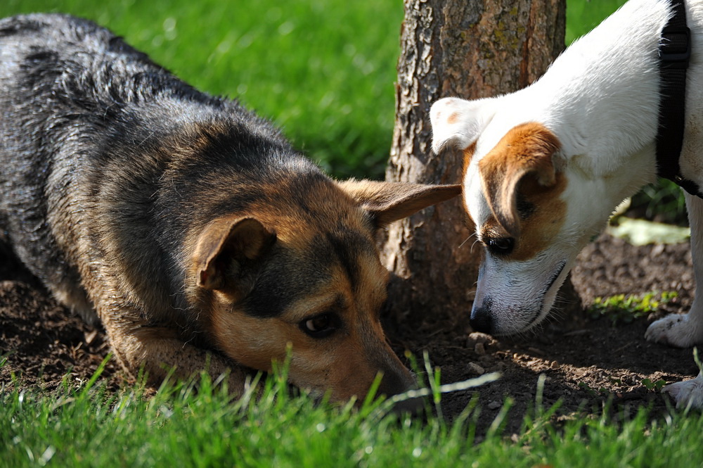 ...Zeigt her Eure Hunde 03