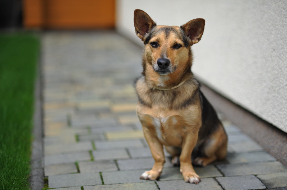 Zeigt her Eure Hunde
Henry, der X-beinige Freund des Nachbarn....
