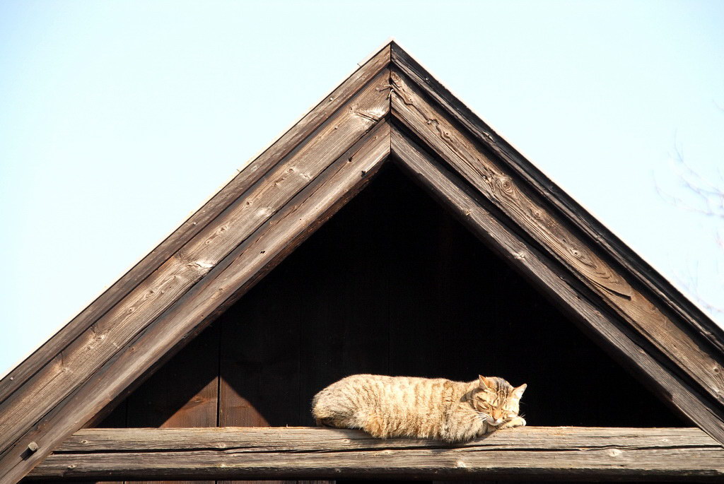Zeigt her Eure Katzen