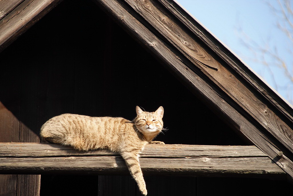 Zeigt her Eure Katzen