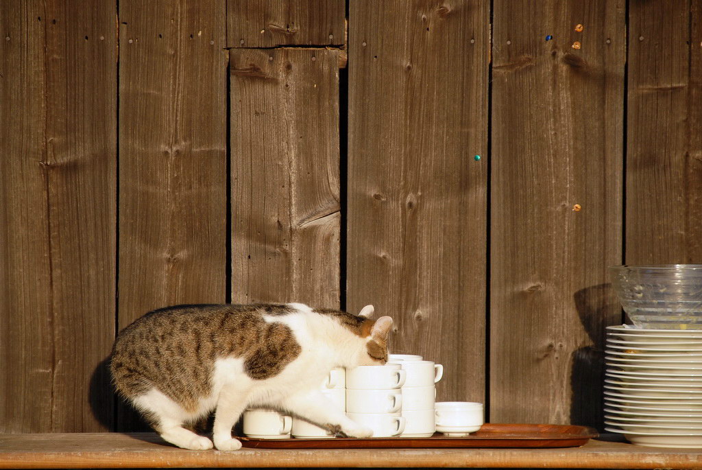 Zeigt her Eure Katzen