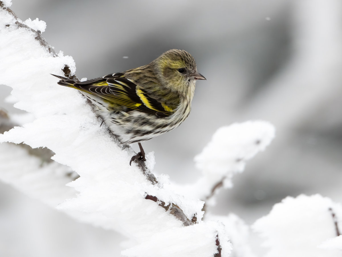 Zeisig im Schnee.jpg
