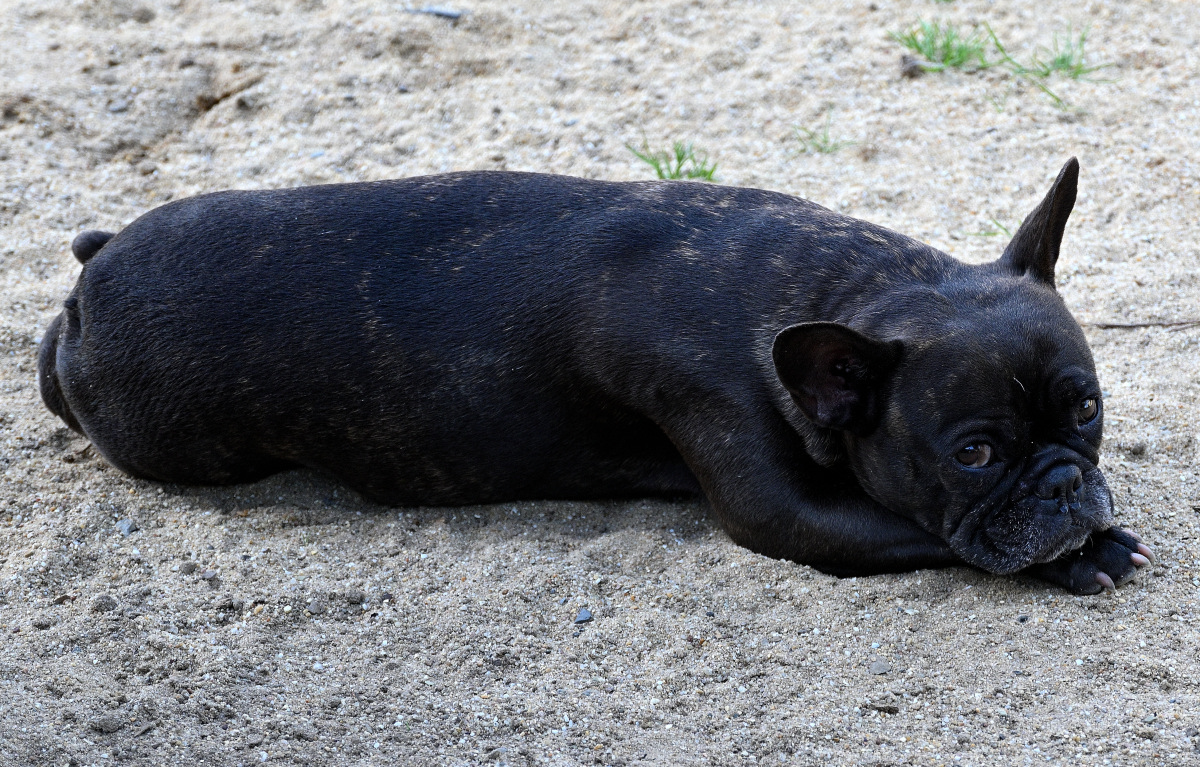 ZFC_1738.JPG