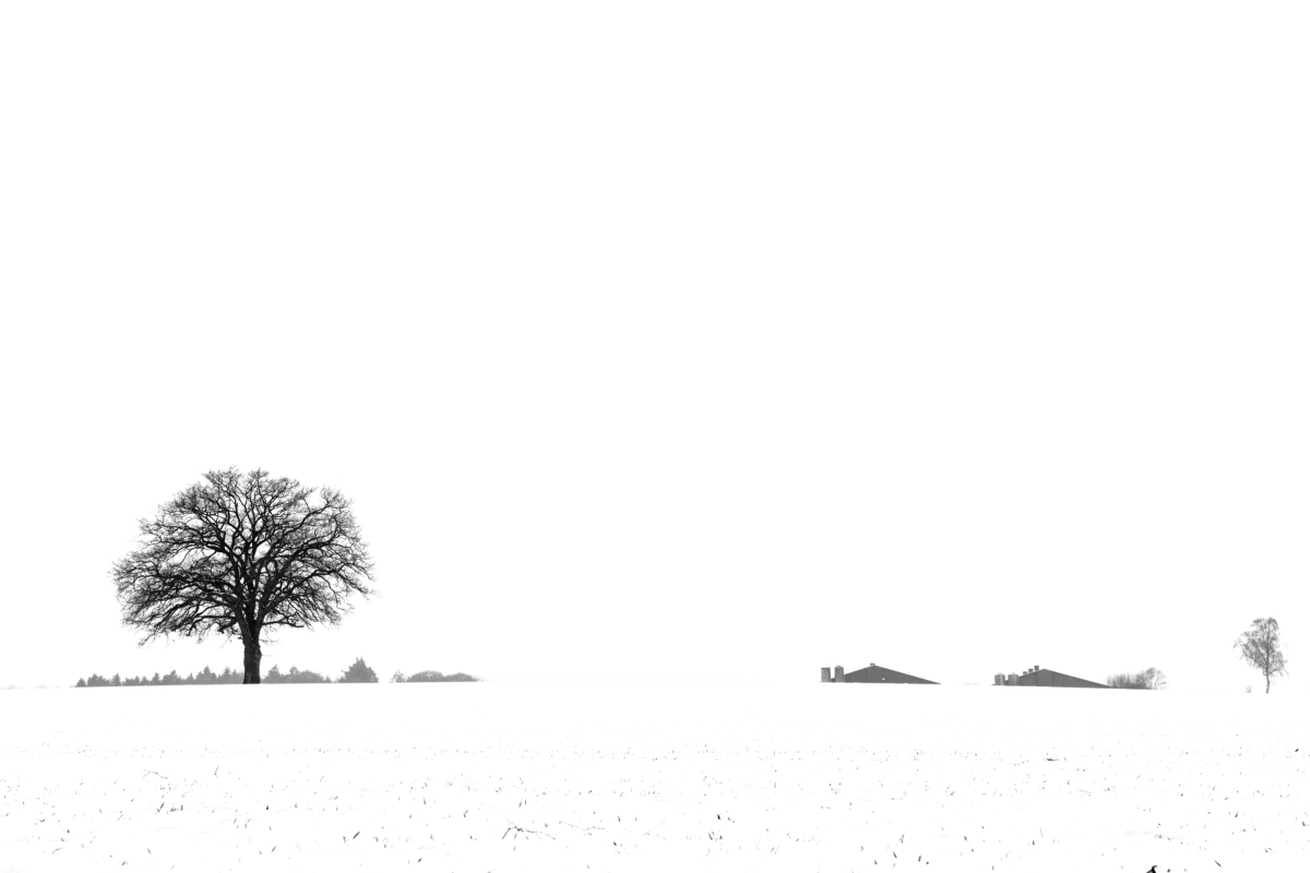 ZFF_2061_1.jpg