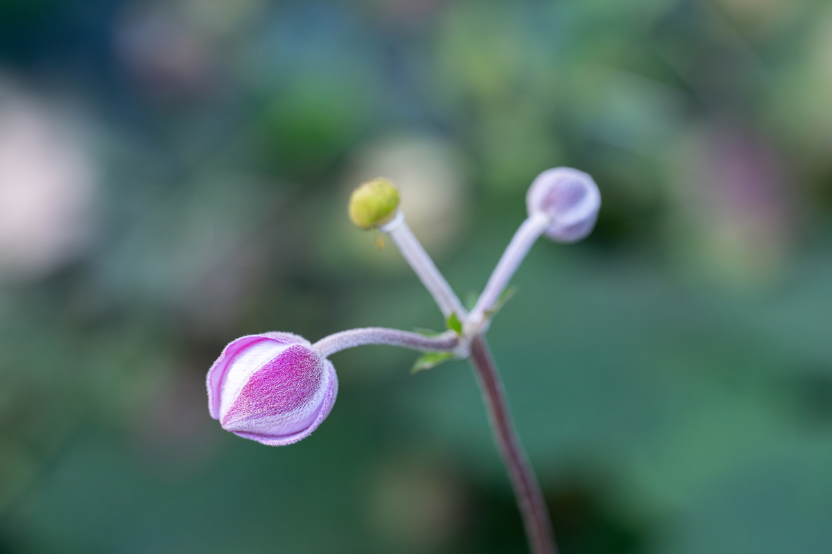 ZHG_3715.jpg