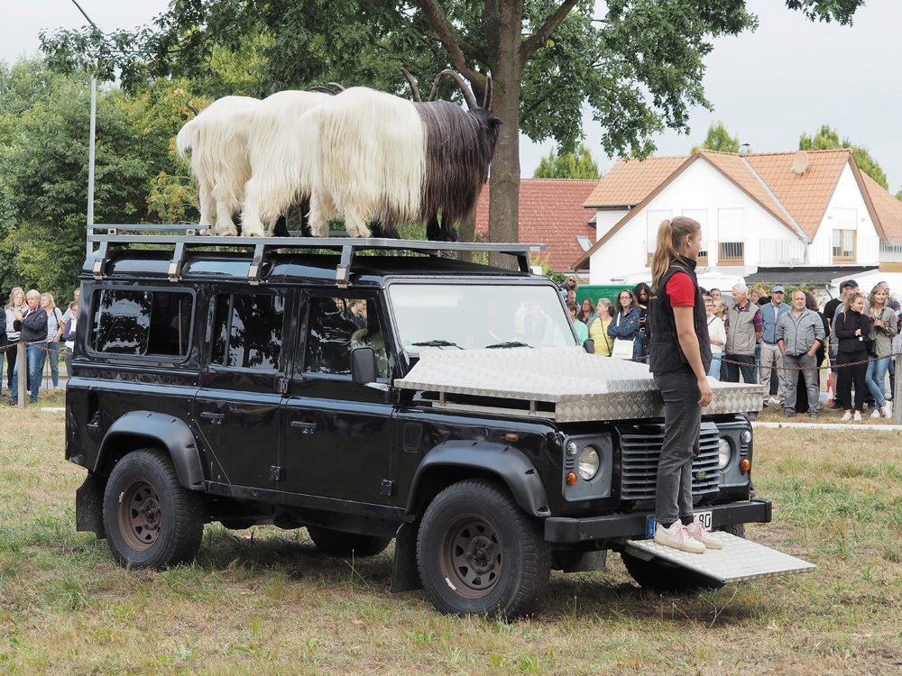 Ziegen auf Landroverdach.jpg