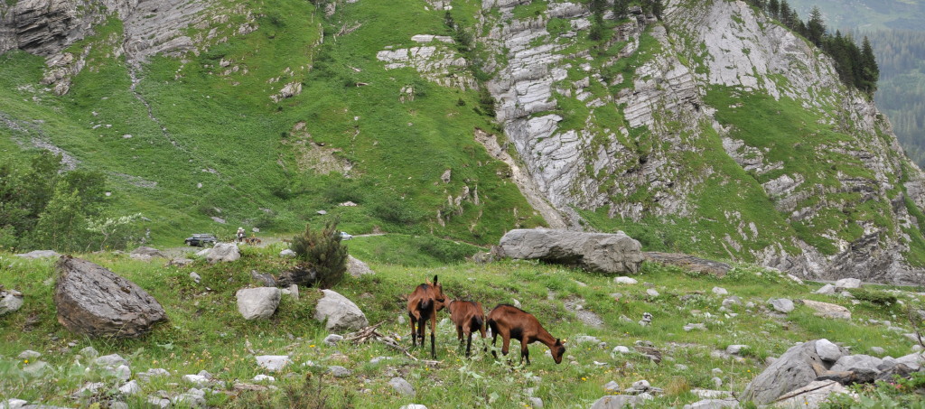 Ziegen richtung Alp Jetz ( Sernftal )