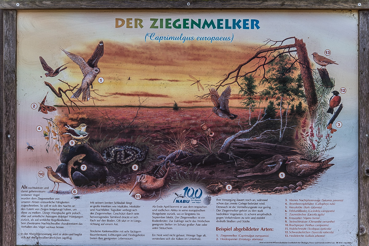 Ziegenmelker.jpg
