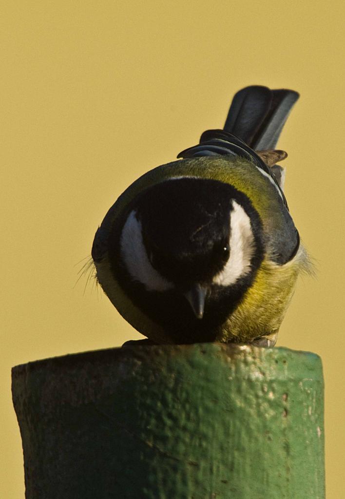 Ziemlich dunkel hier...

Dieses offene Rohr im heimischen Garten zieht Meisen scheinbar magisch an! Immer wieder kommt eine vorbei um das Rohr zu unte