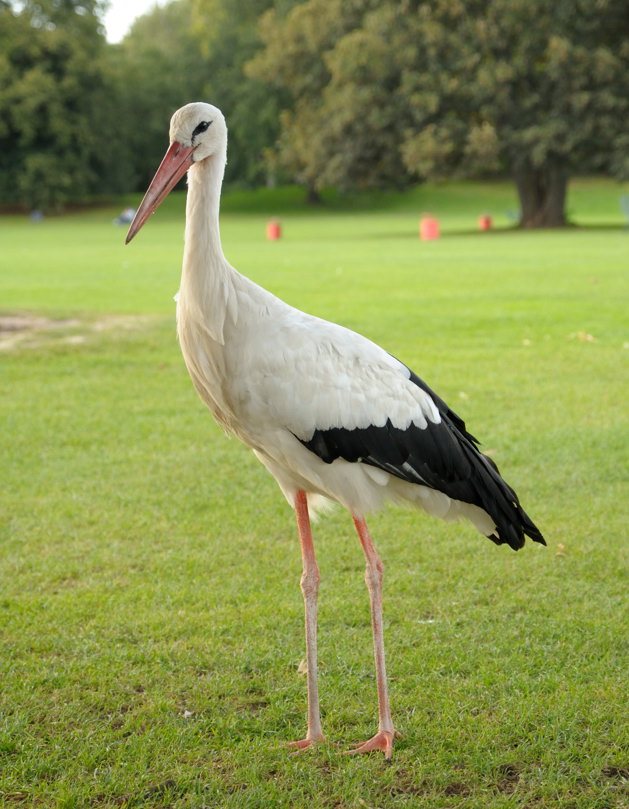 Ziemlich zahmer Storch im Luisenpark, Mannheim