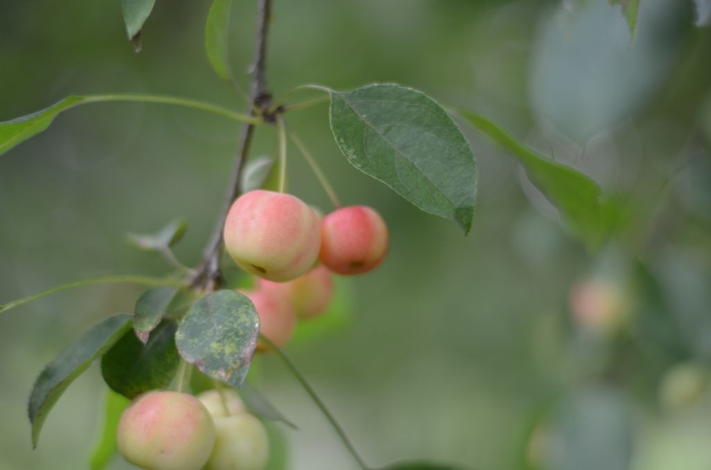 Zieräpfel