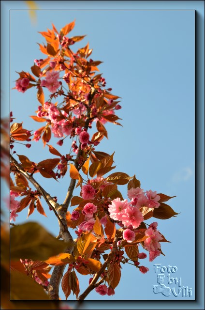 Zierkirschenblüte