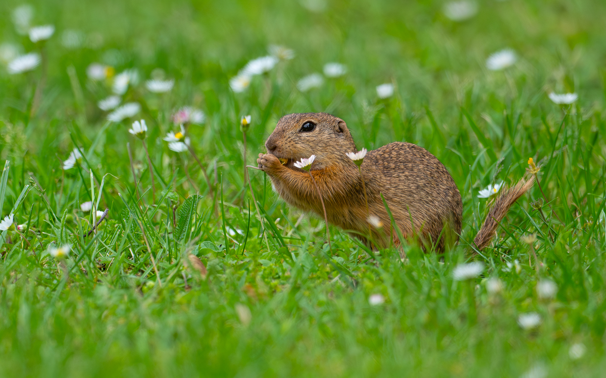 Ziesel_Blumenwiese.jpg