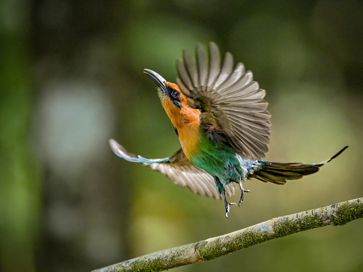 Zimtbrustmotmot.jpg