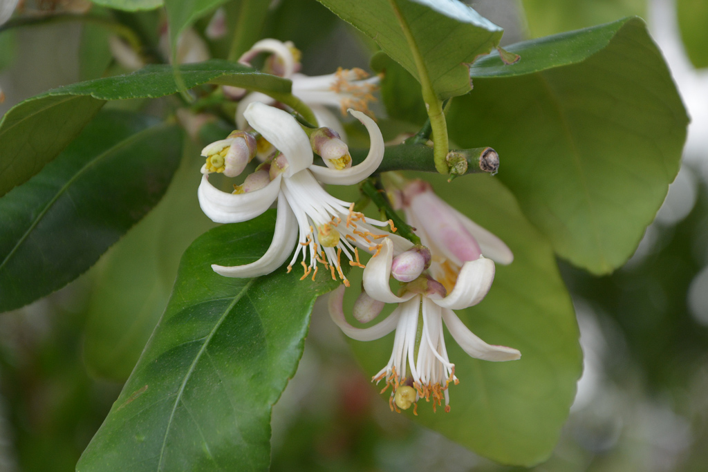 Zitronenbaum 784