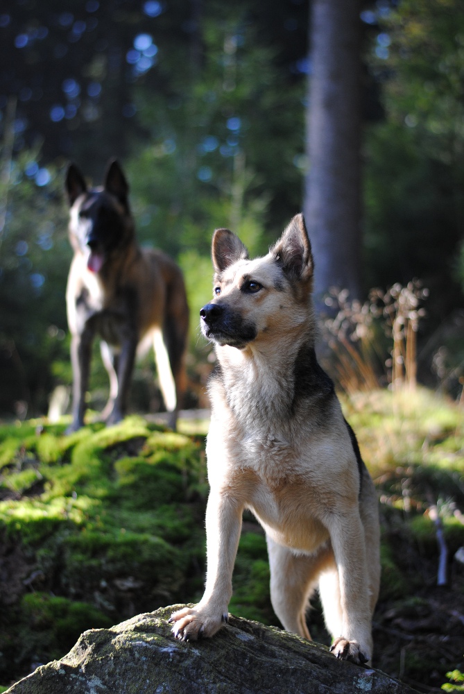 Zoey und Fi