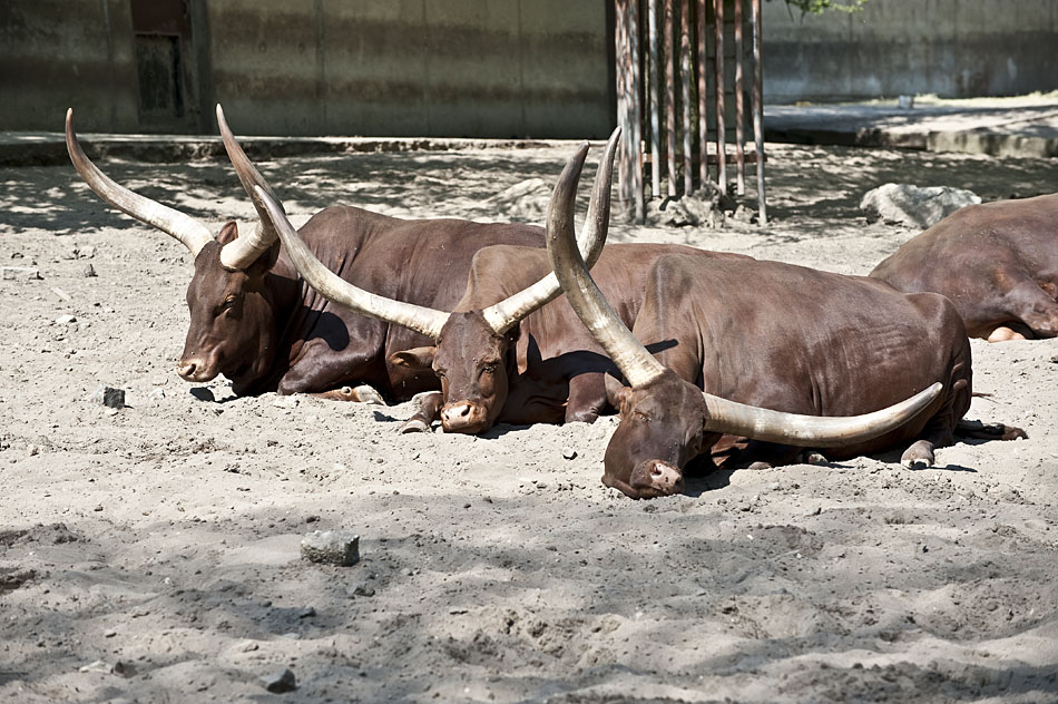 Zoo 04 2011 0072 Kopie