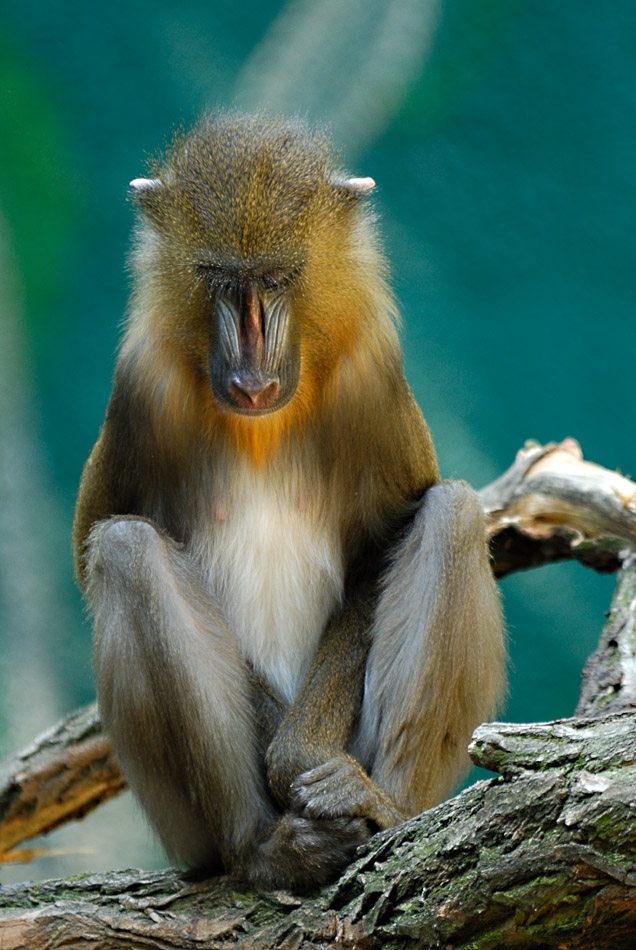 Zoo 08