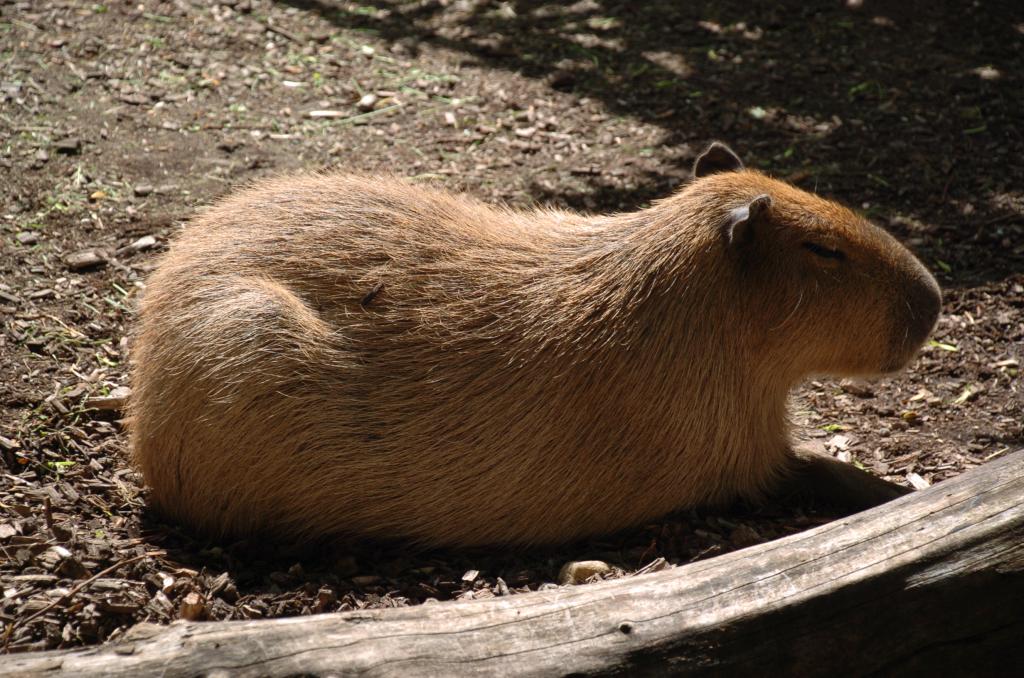 zoo 12.6.09 009