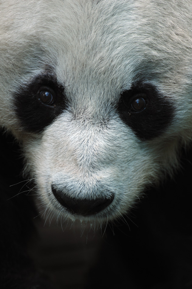 Zoo 15
