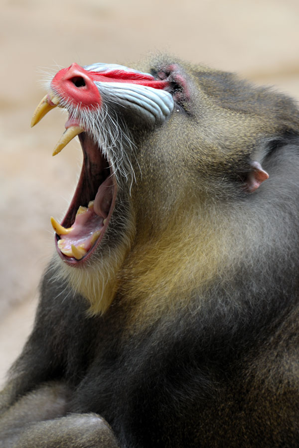 Zoo 19