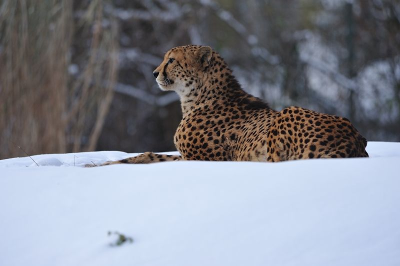 Zoo 20101225 143917