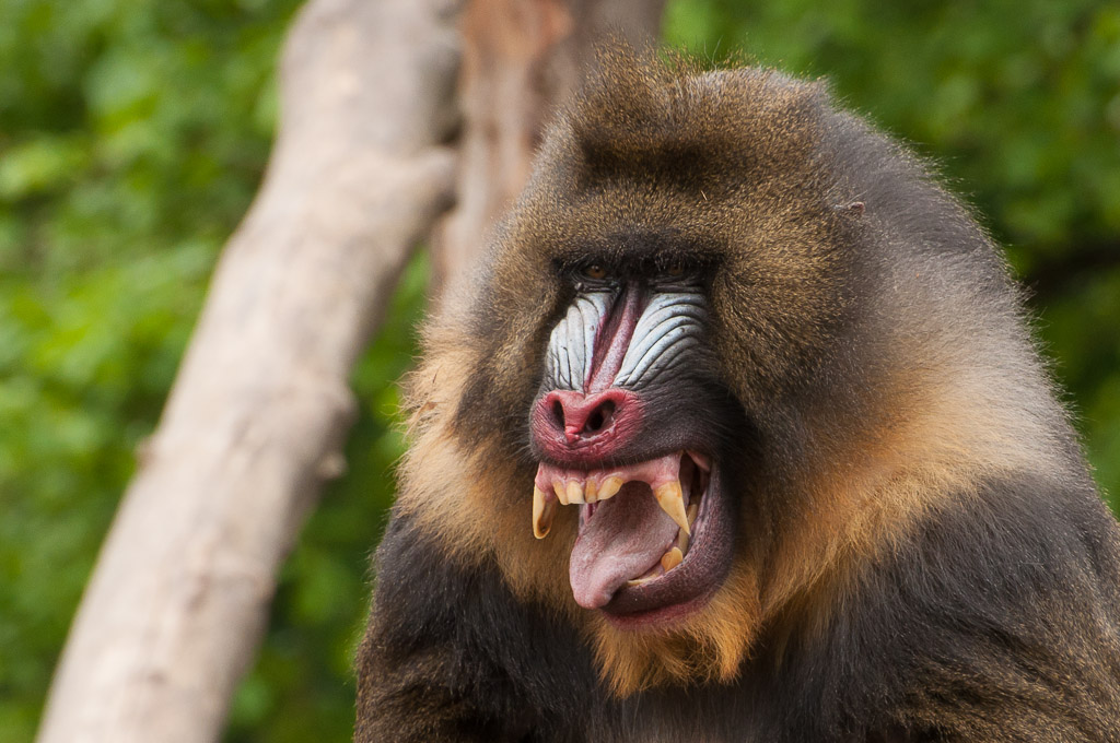 Zoo Augsburg - Mandrill Crop