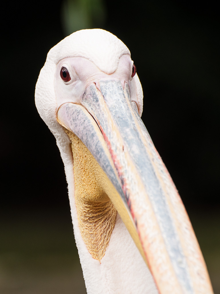 Zoo Augsburg - Pelikan Portrait-Crop