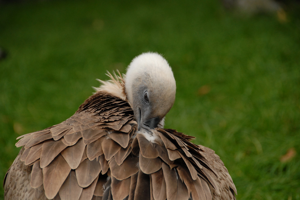 Zoo Duisburg