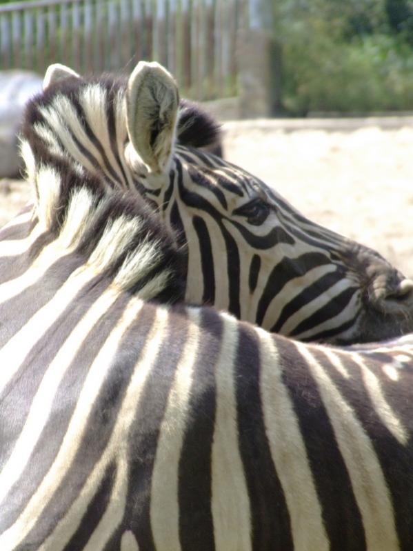 Zoo Duisburg