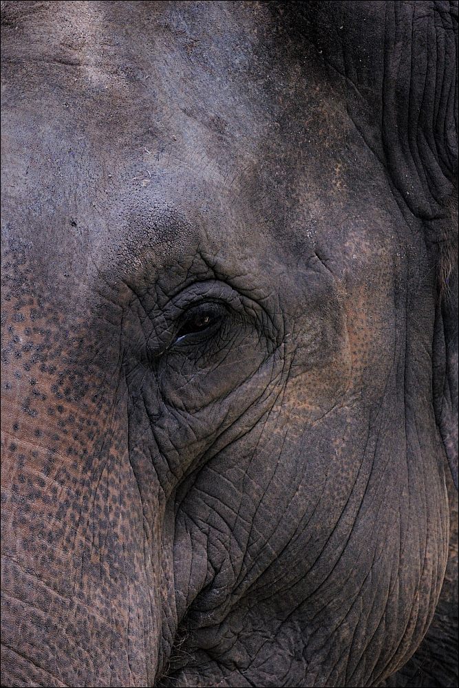 Zoo Emmen 15-08-2010